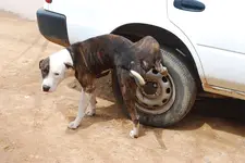 dog-pissing-on-parked-vehicle-wheel.webp