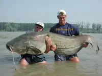 wels-catfish.webp