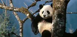 panda-646x316.webp